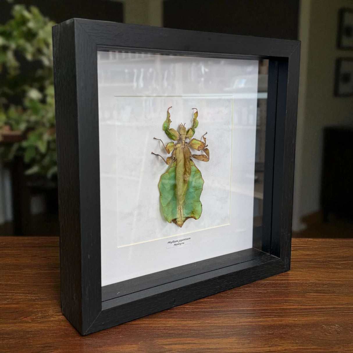 Phyllium giganteum Riesen-Blattschrecke Malaysia im 22 cm Echtholzrahmen – Insektenbild kaufen Wien BFLY Frames