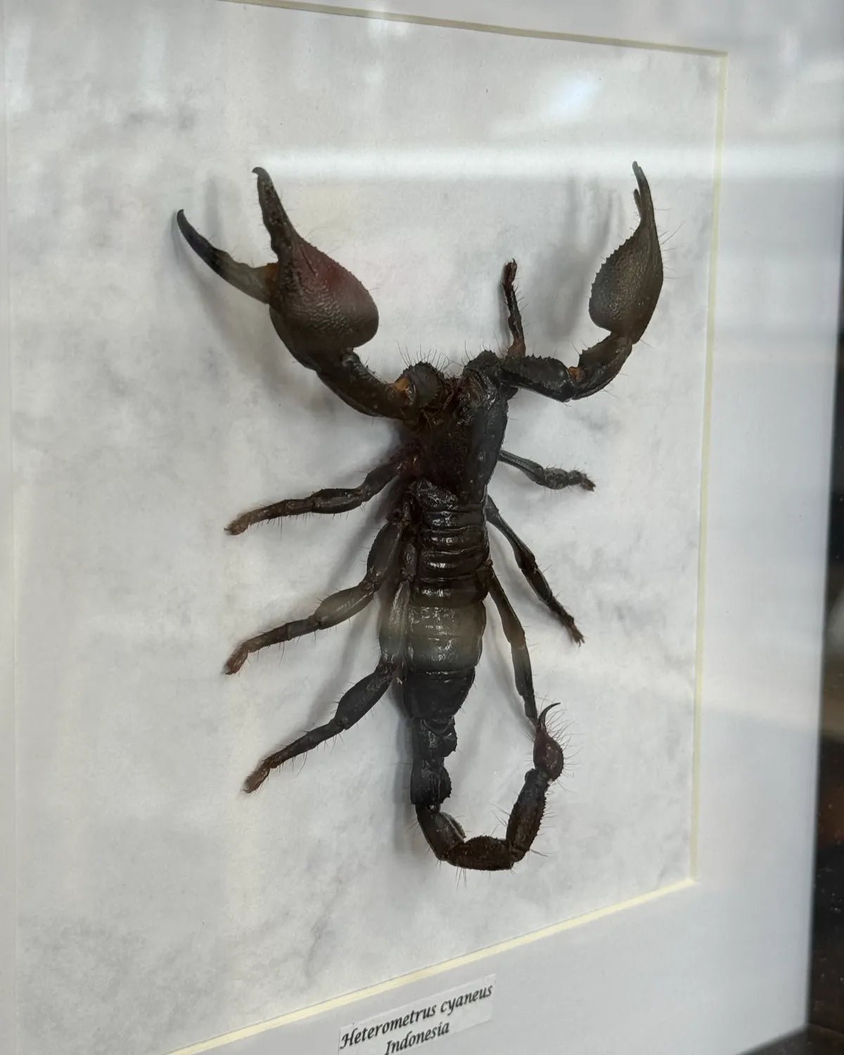 Heterometrus cyaneus Riesenskorpion Indonesien im 25,5 cm Echtholzrahmen – Insektenbild kaufen Wien BFLY Frames