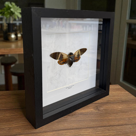 Angamiana floridula Riesenzikade Thailand im 22 cm Echtholzrahmen – Insektenbild kaufen Wien BFLY Frames