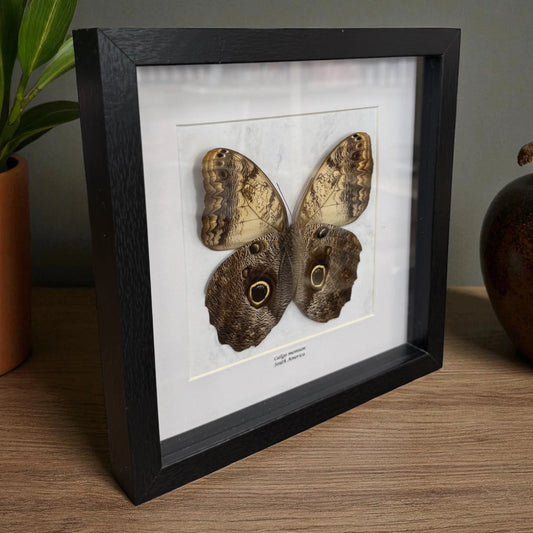 Caligo Memnon Eulenfalter im schwarzen Echtholzrahmen 22×22 cm – nachhaltiger Schmetterlingsrahmen Südamerika kaufen Wien
