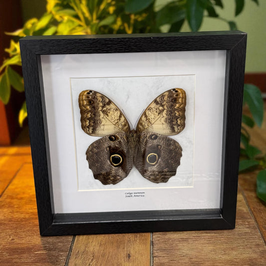 Caligo Memnon Eulenfalter im schwarzen Echtholzrahmen 22×22 cm – nachhaltiger Schmetterlingsrahmen Südamerika kaufen Wien
