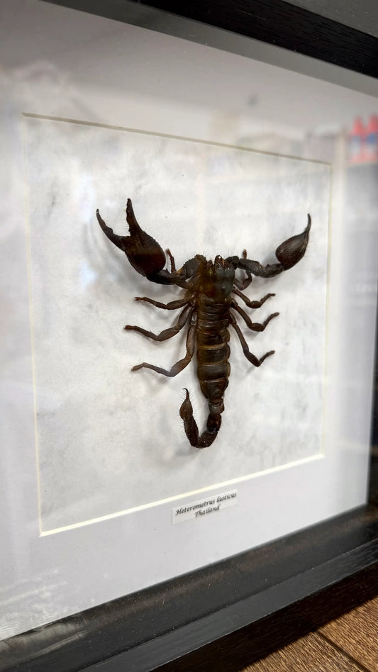 Heterometrus laoticus im Echtholzrahmen – Asiatischer Riesenskorpion aus Thailand, museale Präparation von BFLY Frames, nachhaltige Insektendekoration