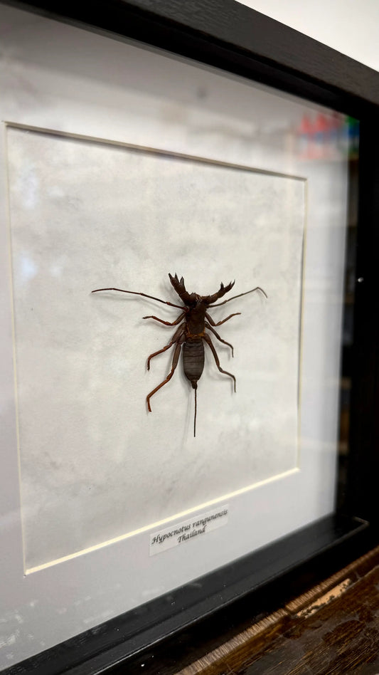 Hypocnotus rangunensis im Echtholzrahmen – tropischer Riesenlaubkäfer aus Thailand, nachhaltige Präparation von BFLY Frames, dekoratives Insektensammlerstück