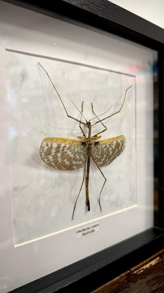 Onchestus rentzi im Echtholzrahmen – australische Riesenlaubheuschrecke, naturgetreue Präparation von BFLY Frames, nachhaltige Insektendekoration