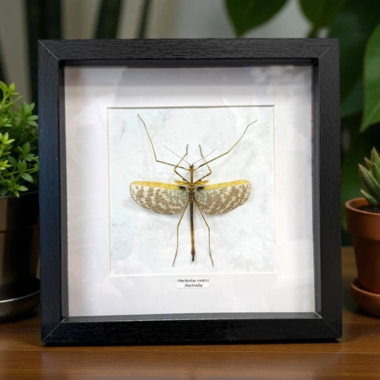 Onchestus rentzi im Echtholzrahmen – australische Riesenlaubheuschrecke, naturgetreue Präparation von BFLY Frames, nachhaltige Insektendekoration
