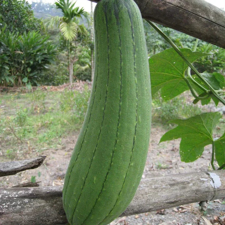 Ein Set aus vier hellen Luffa-Pflegeprodukten inklusive Handschuh und runden Pads auf einem Holzuntergrund.