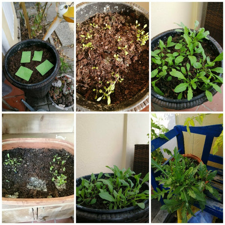 Saat-Postkarte von Seedpap, handgeschöpft mit integriertem Saatgut. Nach dem Einpflanzen wachsen Wildblumen, Rucola, Löwenzahn und mehr. Nachhaltige Grußkarte, ideal für umweltbewusste Menschen.