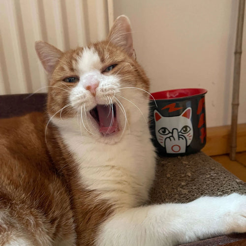 Freche Keramiktasse „F You Neko“ von Heldbergs Games mit Lucky Cat Mittelfinger-Motiv