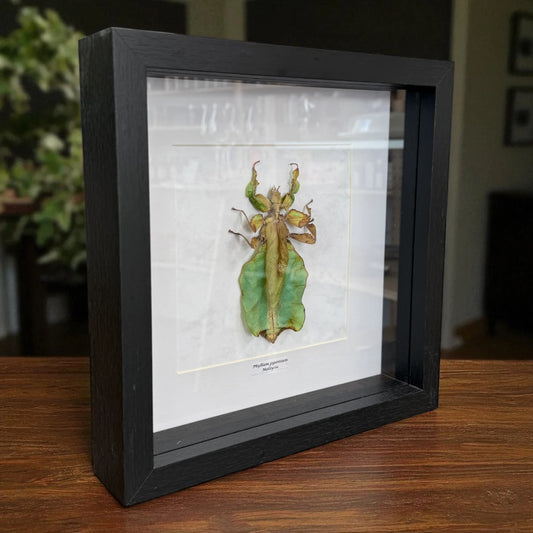 Phyllium giganteum Riesen-Blattschrecke Malaysia im 22 cm Echtholzrahmen – Insektenbild kaufen Wien BFLY Frames