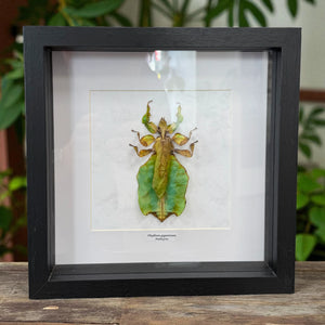 Phyllium giganteum Riesen-Blattschrecke Malaysia im 22 cm Echtholzrahmen – Insektenbild kaufen Wien BFLY Frames