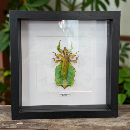 Phyllium giganteum Riesen-Blattschrecke Malaysia im 22 cm Echtholzrahmen – Insektenbild kaufen Wien BFLY Frames