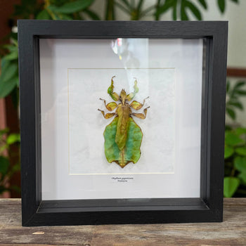 Phyllium giganteum Riesen-Blattschrecke Malaysia im 22 cm Echtholzrahmen – Insektenbild kaufen Wien BFLY Frames