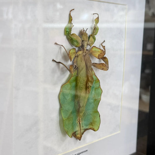 Phyllium giganteum Riesen-Blattschrecke Malaysia im 22 cm Echtholzrahmen – Insektenbild kaufen Wien BFLY Frames