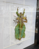 Phyllium giganteum Riesen-Blattschrecke Malaysia im 22 cm Echtholzrahmen – Insektenbild kaufen Wien BFLY Frames