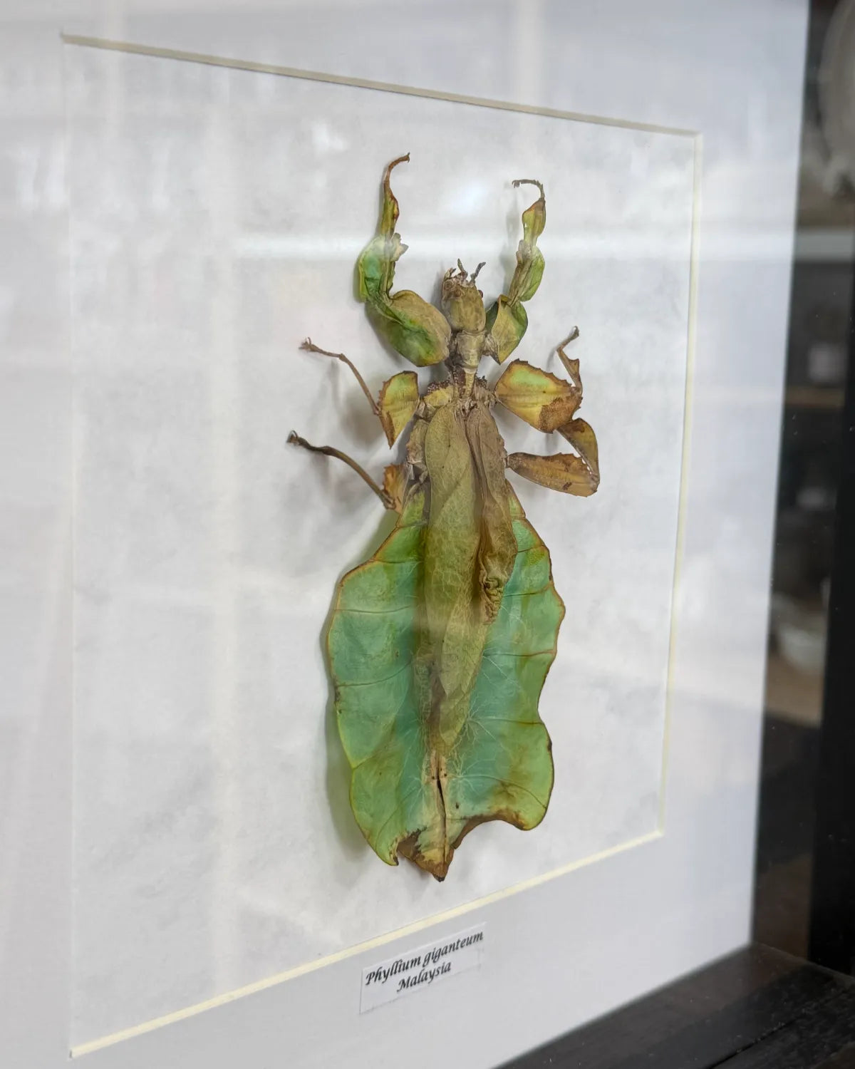 Phyllium giganteum Riesen-Blattschrecke Malaysia im 22 cm Echtholzrahmen – Insektenbild kaufen Wien BFLY Frames