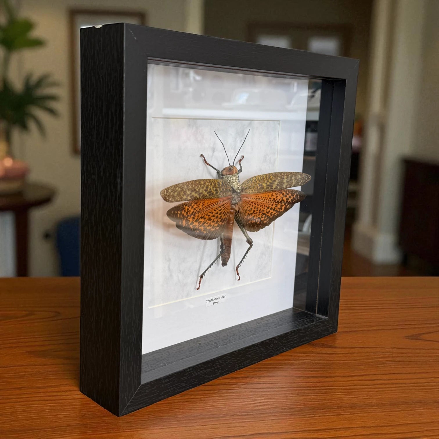 Tropidacris dux Riesenheuschrecke Peru im 22 cm Echtholzrahmen – Insektenbild kaufen Wien BFLY Frames