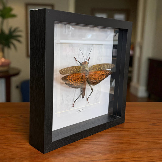 Tropidacris dux Riesenheuschrecke Peru im 22 cm Echtholzrahmen – Insektenbild kaufen Wien BFLY Frames