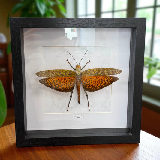 Tropidacris dux Riesenheuschrecke Peru im 22 cm Echtholzrahmen – Insektenbild kaufen Wien BFLY Frames