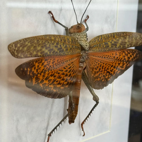 Tropidacris dux Riesenheuschrecke Peru im 22 cm Echtholzrahmen – Insektenbild kaufen Wien BFLY Frames
