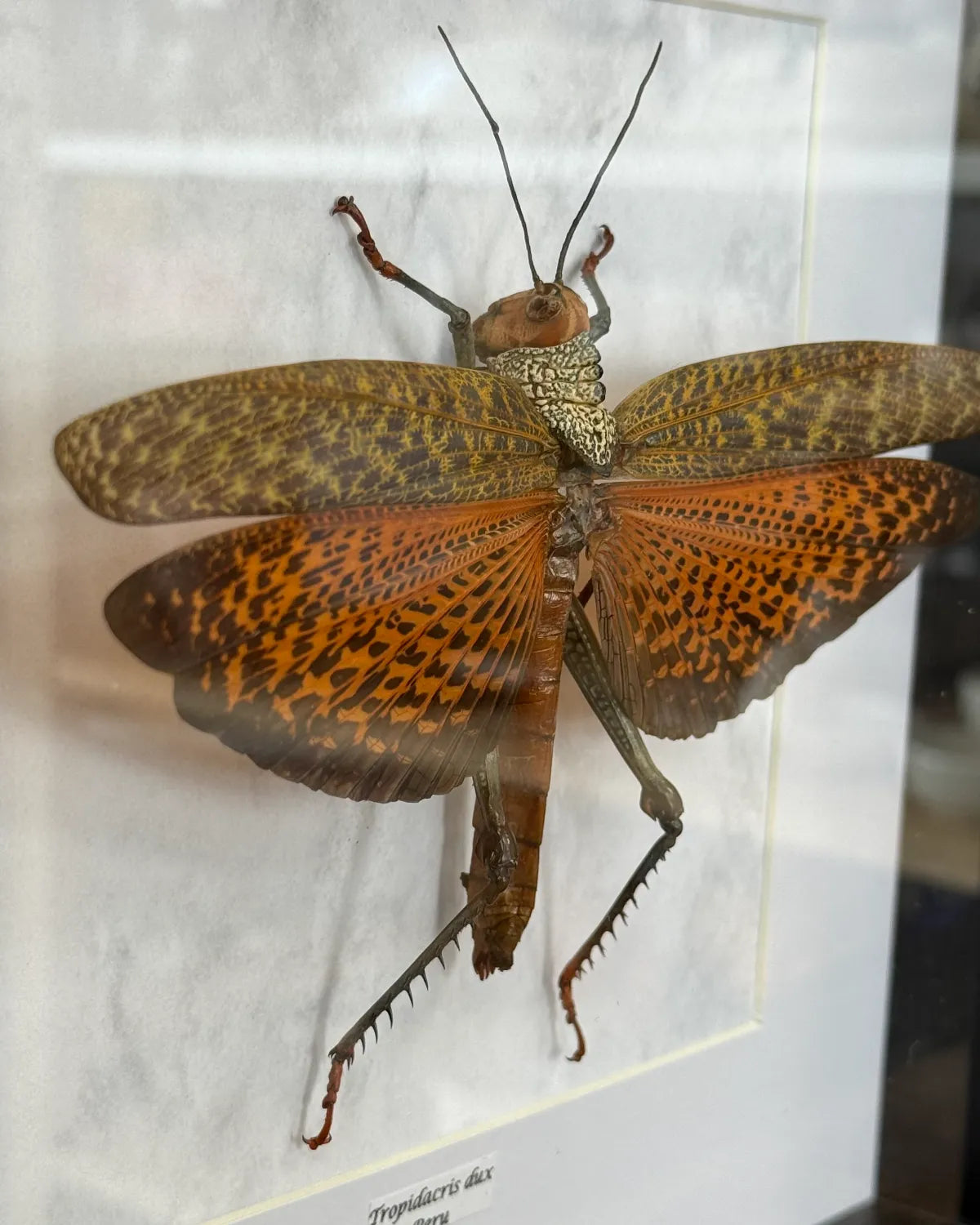 Tropidacris dux Riesenheuschrecke Peru im 22 cm Echtholzrahmen – Insektenbild kaufen Wien BFLY Frames