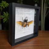 Eupatorus gracificornis Fünfhorn-Käfer Thailand im 22 cm Echtholzrahmen – Insektenbild kaufen Wien BFLY Frames