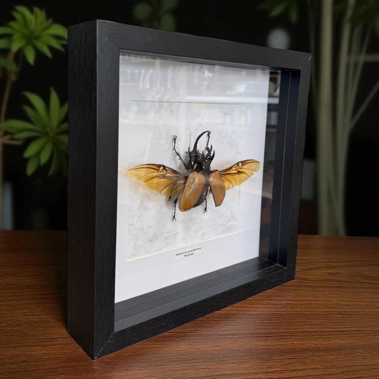 Eupatorus gracificornis Fünfhorn-Käfer Thailand im 22 cm Echtholzrahmen – Insektenbild kaufen Wien BFLY Frames