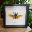 Eupatorus gracificornis Fünfhorn-Käfer Thailand im 22 cm Echtholzrahmen – Insektenbild kaufen Wien BFLY Frames
