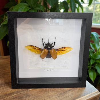 Eupatorus gracificornis Fünfhorn-Käfer Thailand im 22 cm Echtholzrahmen – Insektenbild kaufen Wien BFLY Frames