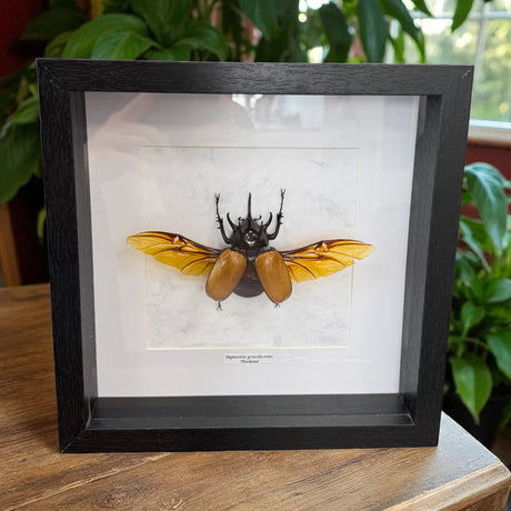 Eupatorus gracificornis Fünfhorn-Käfer Thailand im 22 cm Echtholzrahmen – Insektenbild kaufen Wien BFLY Frames