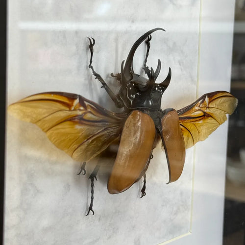 Eupatorus gracificornis Fünfhorn-Käfer Thailand im 22 cm Echtholzrahmen – Insektenbild kaufen Wien BFLY Frames