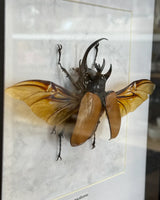 Eupatorus gracificornis Fünfhorn-Käfer Thailand im 22 cm Echtholzrahmen – Insektenbild kaufen Wien BFLY Frames