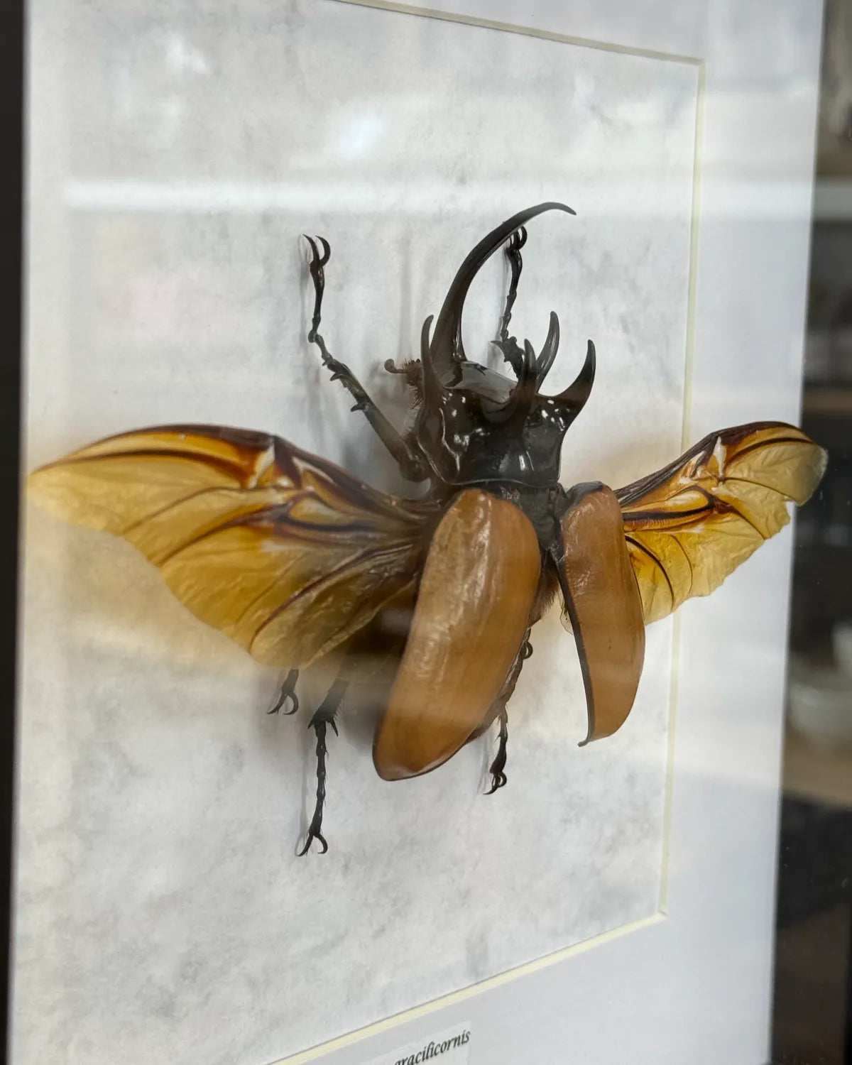 Eupatorus gracificornis Fünfhorn-Käfer Thailand im 22 cm Echtholzrahmen – Insektenbild kaufen Wien BFLY Frames
