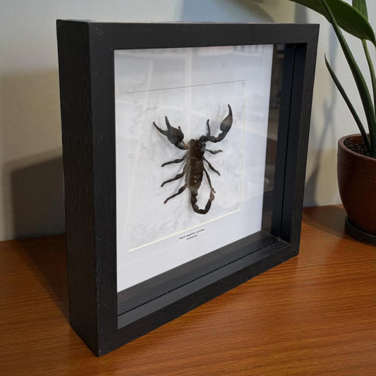 Heterometrus cyaneus Riesenskorpion Indonesien im 25,5 cm Echtholzrahmen – Insektenbild kaufen Wien BFLY Frames