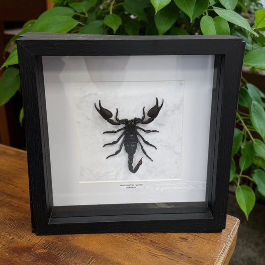 Heterometrus cyaneus Riesenskorpion Indonesien im 25,5 cm Echtholzrahmen – Insektenbild kaufen Wien BFLY Frames
