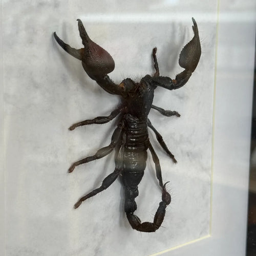 Heterometrus cyaneus Riesenskorpion Indonesien im 25,5 cm Echtholzrahmen – Insektenbild kaufen Wien BFLY Frames