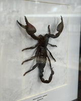 Heterometrus cyaneus Riesenskorpion Indonesien im 25,5 cm Echtholzrahmen – Insektenbild kaufen Wien BFLY Frames