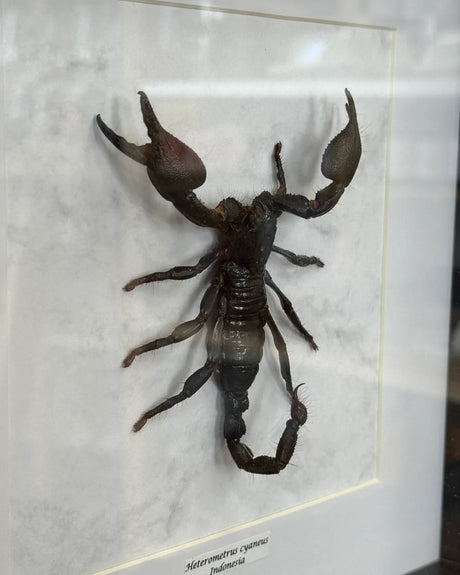 Heterometrus cyaneus Riesenskorpion Indonesien im 25,5 cm Echtholzrahmen – Insektenbild kaufen Wien BFLY Frames