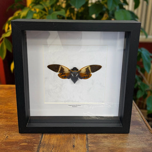 Angamiana floridula Riesenzikade Thailand im 22 cm Echtholzrahmen – Insektenbild kaufen Wien BFLY Frames