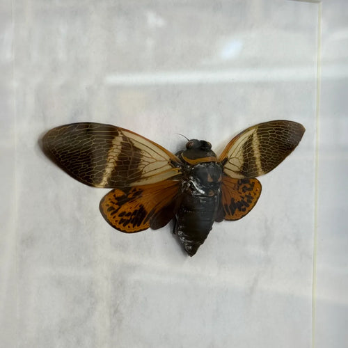 Angamiana floridula Riesenzikade Thailand im 22 cm Echtholzrahmen – Insektenbild kaufen Wien BFLY Frames