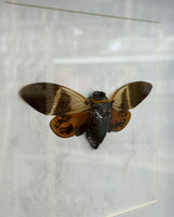 Angamiana floridula Riesenzikade Thailand im 22 cm Echtholzrahmen – Insektenbild kaufen Wien BFLY Frames