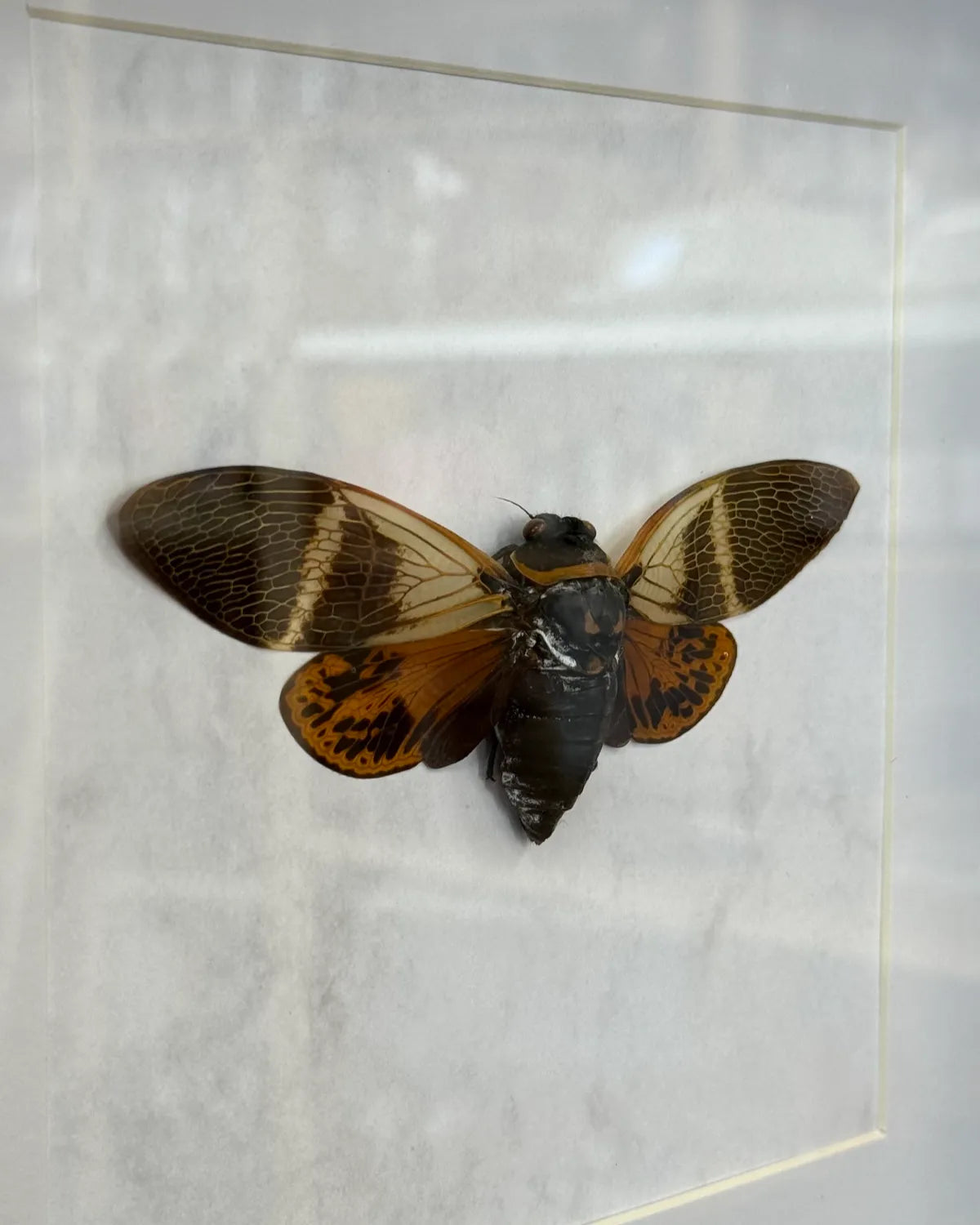 Angamiana floridula Riesenzikade Thailand im 22 cm Echtholzrahmen – Insektenbild kaufen Wien BFLY Frames