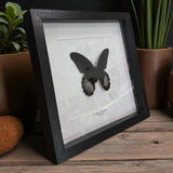 Papilio rumanzovia Scharlachroter Schwalbenschwanz Männlich im Echtholzrahmen 22×22 cm – Philippinen Schmetterlingsbild kaufen Wien