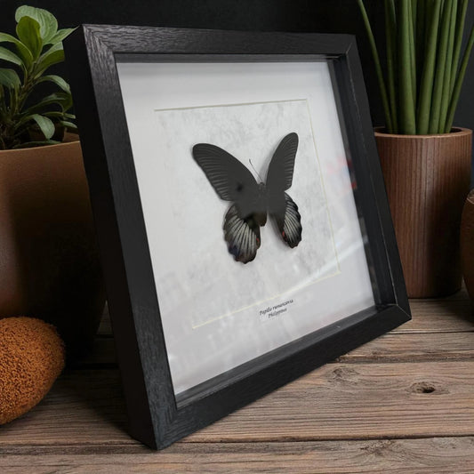 Papilio rumanzovia Scharlachroter Schwalbenschwanz Männlich im Echtholzrahmen 22×22 cm – Philippinen Schmetterlingsbild kaufen Wien
