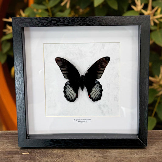 Papilio rumanzovia Scharlachroter Schwalbenschwanz Männlich im Echtholzrahmen 22×22 cm – Philippinen Schmetterlingsbild kaufen Wien