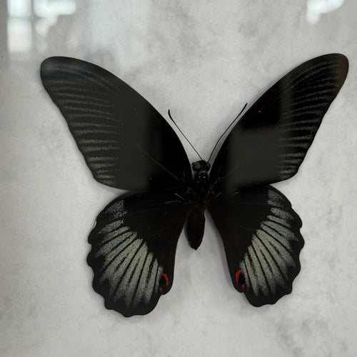 Papilio rumanzovia Scharlachroter Schwalbenschwanz Männlich im Echtholzrahmen 22×22 cm – Philippinen Schmetterlingsbild kaufen Wien