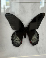Papilio rumanzovia Scharlachroter Schwalbenschwanz Männlich im Echtholzrahmen 22×22 cm – Philippinen Schmetterlingsbild kaufen Wien
