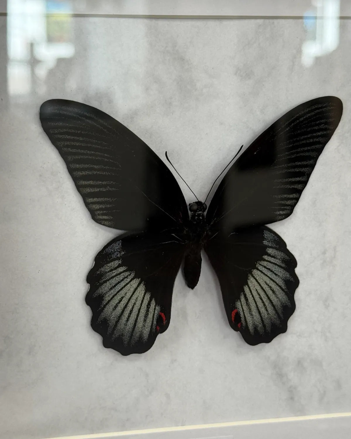 Papilio rumanzovia Scharlachroter Schwalbenschwanz Männlich im Echtholzrahmen 22×22 cm – Philippinen Schmetterlingsbild kaufen Wien