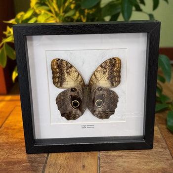 Caligo Memnon Eulenfalter im schwarzen Echtholzrahmen 22×22 cm – nachhaltiger Schmetterlingsrahmen Südamerika kaufen Wien