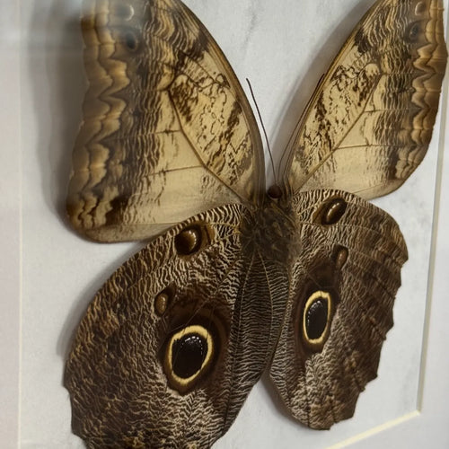 Caligo Memnon Eulenfalter im schwarzen Echtholzrahmen 22×22 cm – nachhaltiger Schmetterlingsrahmen Südamerika kaufen Wien