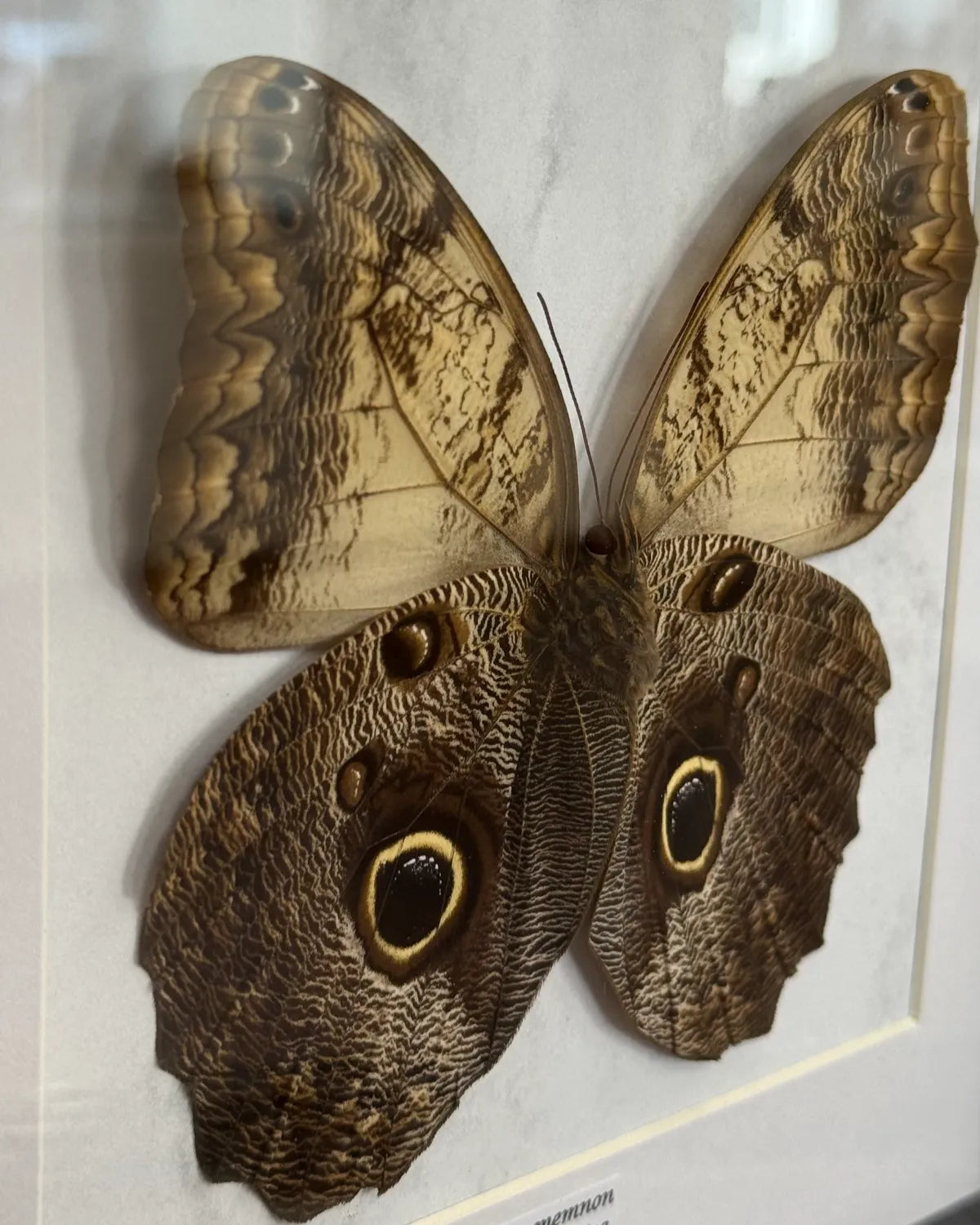 Caligo Memnon Eulenfalter im schwarzen Echtholzrahmen 22×22 cm – nachhaltiger Schmetterlingsrahmen Südamerika kaufen Wien